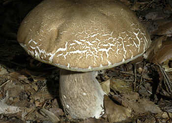 Sommersteinpilz (Boletus reticulatus) - © Heinz Prelicz